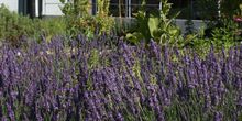 Plantes séches Bio de l'Herbier du Diois